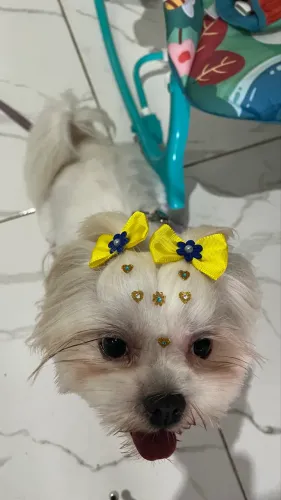 Shitzu fêmea 3 anos 