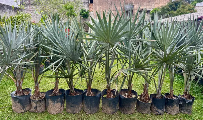 Palmeira azul