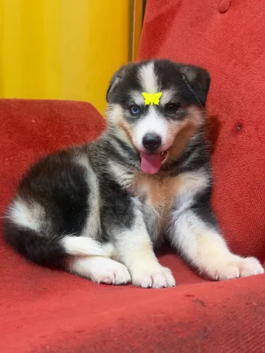 husky siberiano 