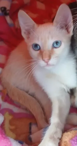 Gatinho macho para doção 