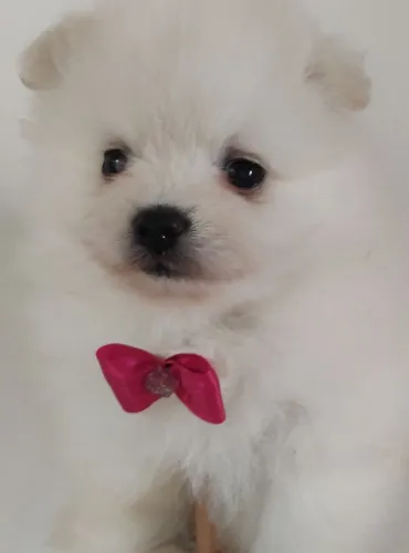 Vendo filhotes de Spitz alemão
