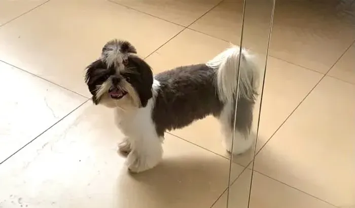 Doa-se cachorro raça shitsu macho