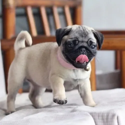 Filhotes de Pug a brincadeira começa aqui !