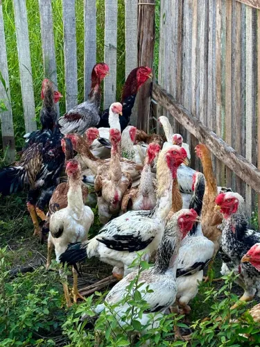 Frangos e frangas índio gigante 