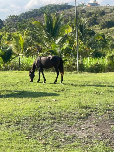 Potro Mangalarga Marchador