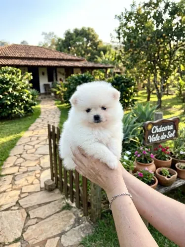 Spitz alemão Vale do Paraiba
