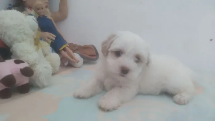 Vendo filhote macho de poodle : Zap ( 84 *