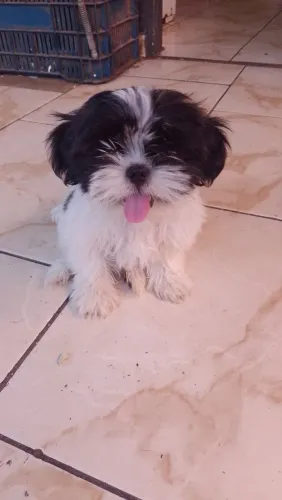 Vendo shih Tzu