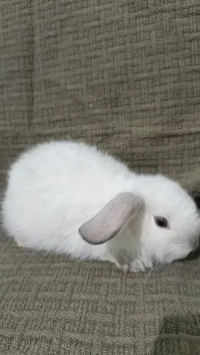 Mini lop
