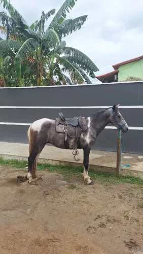 Mangalarga Marchador