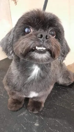 Banho e tosa a domicílio pupyyy