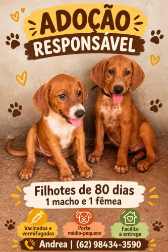Adoção responsável de filhote