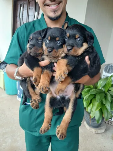 Filhotes de rottweiler