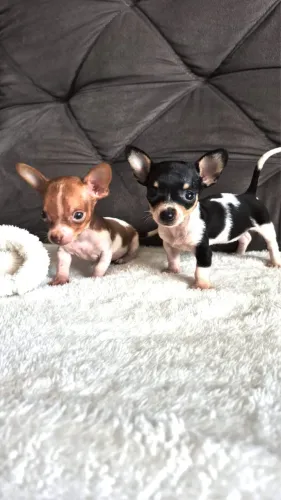 PINSCHER BICOLOR MINIATURA (ACEITO CARTÃO!!) 