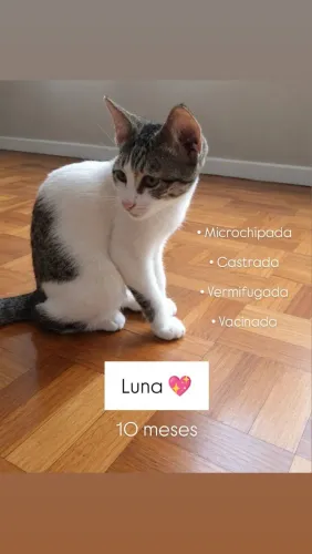 Gatinha Fofa Para Adoção ?
