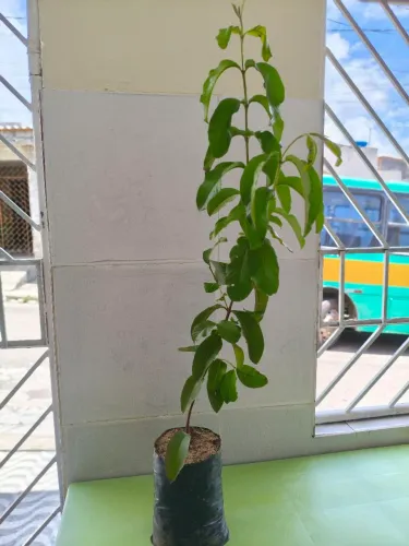 Pé de goiaba paluma enxertada 