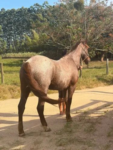 Cavalo Criolo 