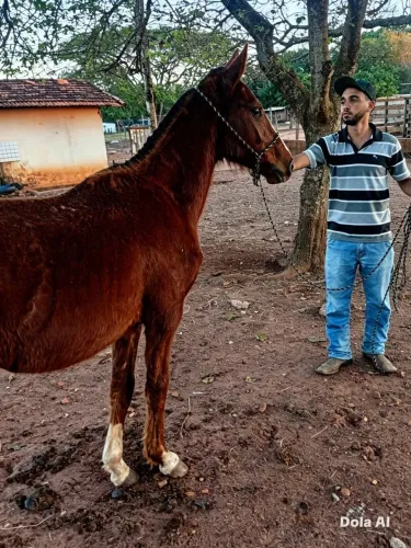 Potro Mangalarga Paulista Puro 