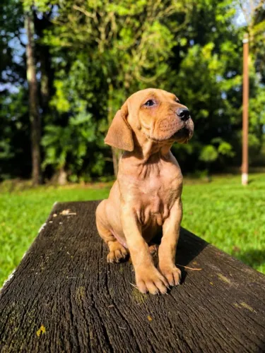 Fêmea fila brasileiro 
