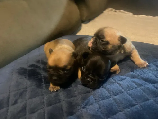 Filhote de buldogue francês