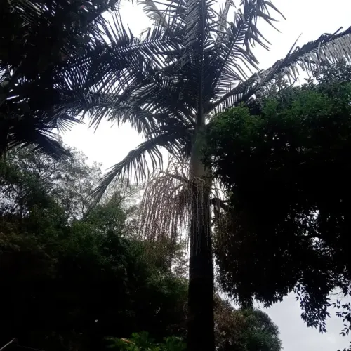 vendo palmeira carpentaria mais de 15 metros 