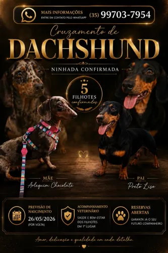 Filhotes Dachshund (Salsinha)