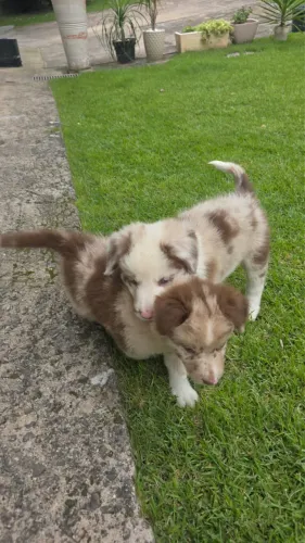 Border Collie: Adquira conosco em até 12x Sem juros!