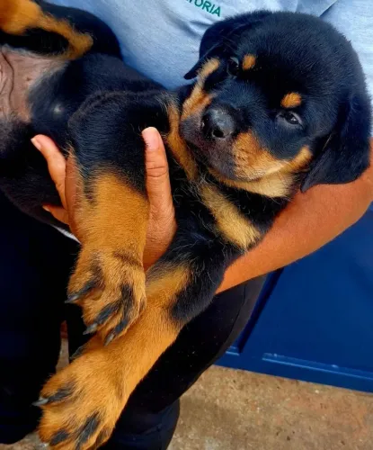 Filhotes Rottweiler - * whatssap