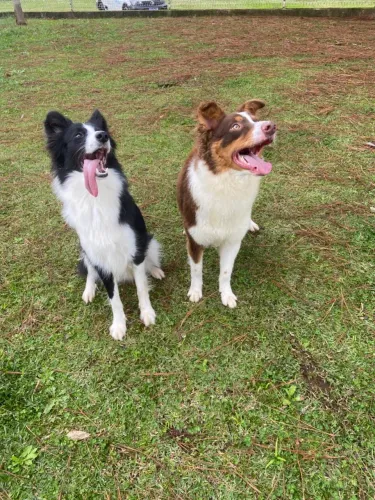 Filhotes de Border collie 