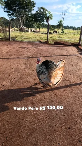 peru 