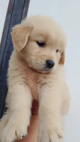 Filhote Golden Retriever com Excelente Temperamento