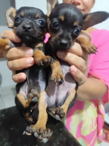 Cachorro pinscher tamanho 0