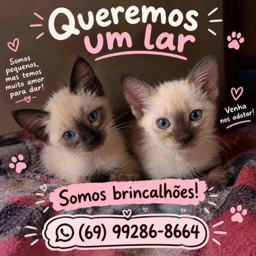 GATINHOS PARA ADOÇÃO