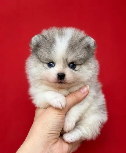 Spitz alemão/lulu da pomerania macho merle olhos azuis