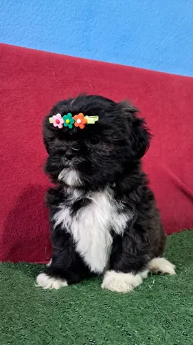 Shih-Tzu, o seu melhor amigo...