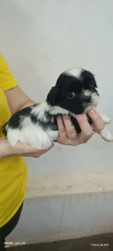 Shitzu