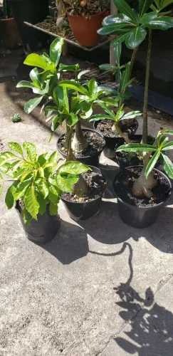 6 plantas rosa do deserto na PROMOÇÃO