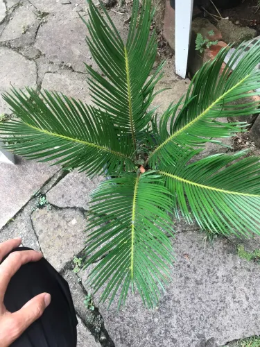 Palmeira cica/ jardim 