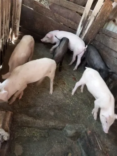 Porcos