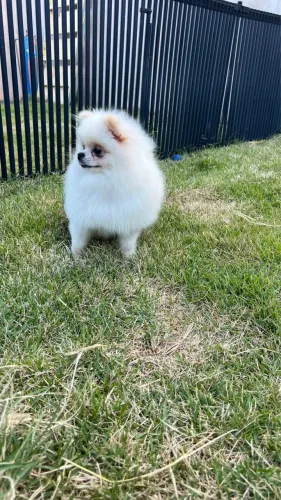 SPITZ ALEMÃO ANÃO (LULU DA POMERÂNIA)
