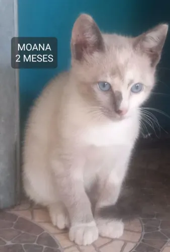Gata para Doação 