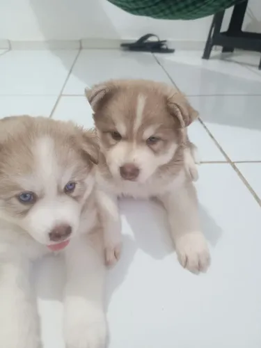 Filhotes de Husky siberiano 