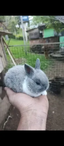 mini coelhos