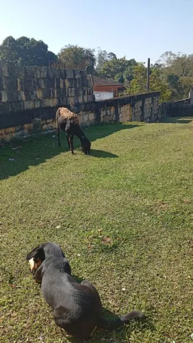 Ovelha sem pelo/macho/3 anos