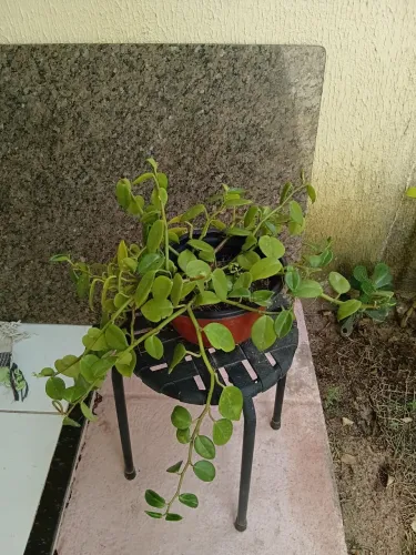 Planta peperomia