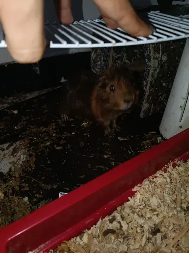 Porquinho da índia fêmea 