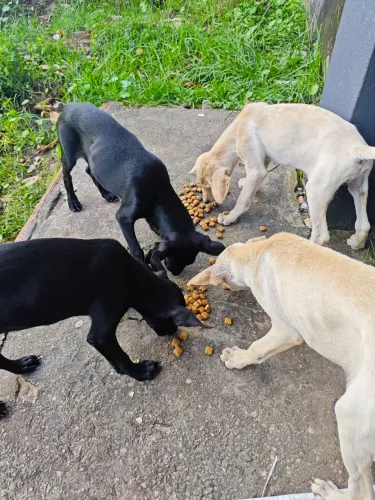 Doação filhotes de cachorro