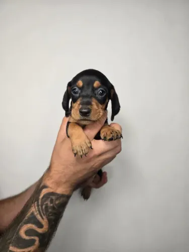 Dachshund que conquista com seu jeitinho único