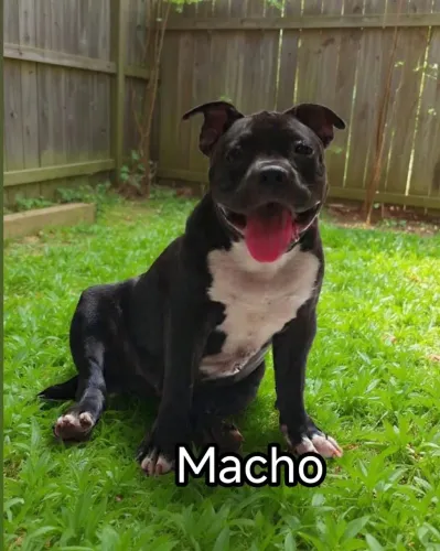 Filhote de American Bully micro