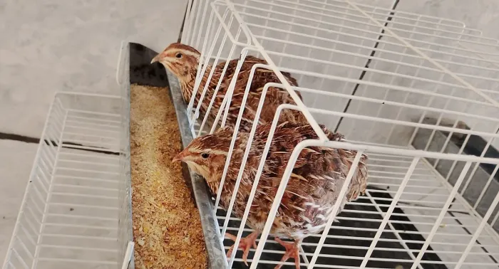 Gaiola e codorna 